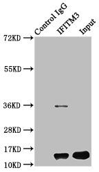 IFITM3 Antibody