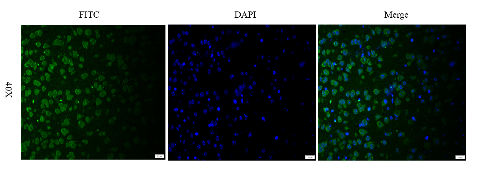 IFN alpha antibody (FITC)