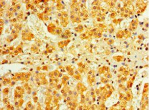 IFNA4 Antibody