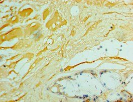 IFNA4 Antibody