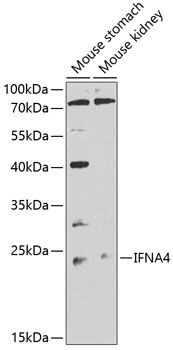 IFNA4 antibody
