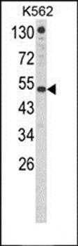 IFNAR1 antibody