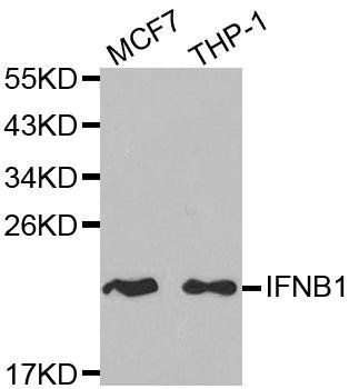 IFNB1 antibody