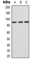 IFNGR1 antibody