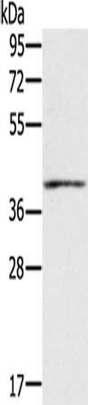 IFNGR2 antibody