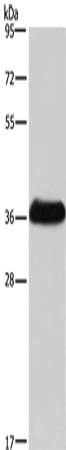 IFNGR2 Antibody