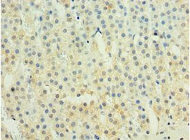 IFNL1 Antibody
