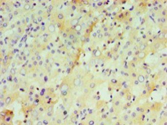 IFNL1 Antibody