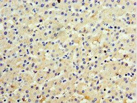 IFNL3 Antibody