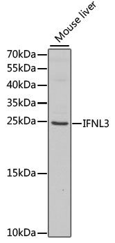 IFNL3 antibody