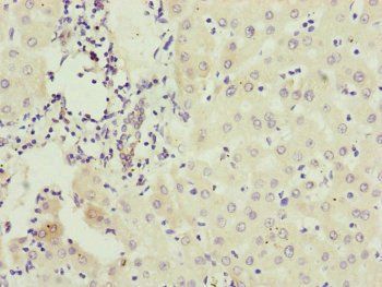 IFT20 Antibody