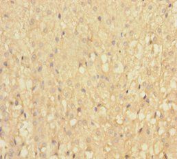 IFT22 Antibody