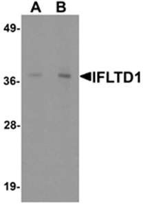 IFTLD1 Rabbit Polyclonal Antibody