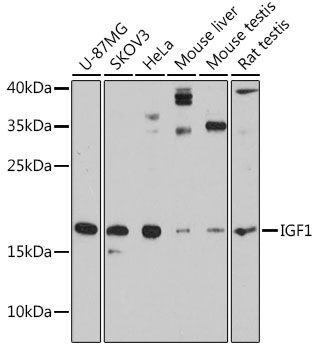 IGF1 antibody