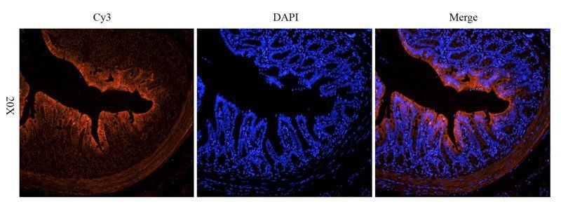 IGF1 antibody