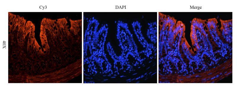 IGF1 antibody