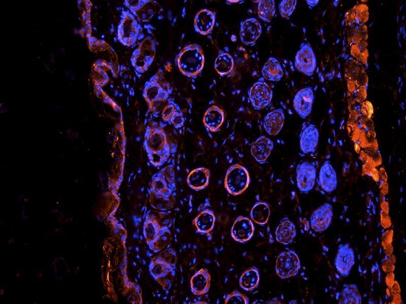 IGF1 antibody