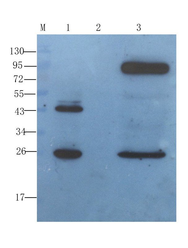 IGF1 antibody