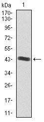 IGF2 Antibody