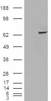 Goat anti-IGF2BP2 Antibody