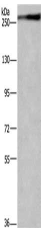 IGF2R Antibody