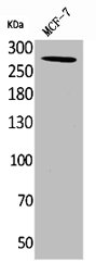 IGF2R Antibody