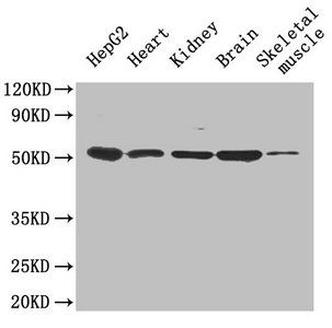 Igfbp1 Antibody