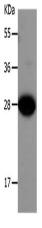 IGFBP1 Antibody