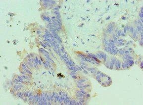 IGFBP4 Antibody