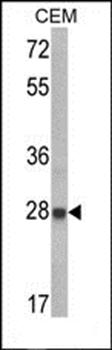 IGFBP6 antibody