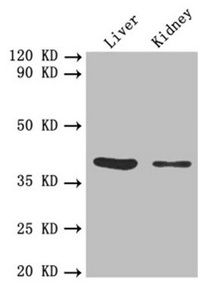 IgG R FcRn large subunit p51 antibody