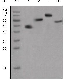human IgG(Fc Specific) Antibody