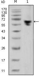 human IgG (Fc Specific) Antibody