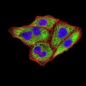 IghA1 Antibody