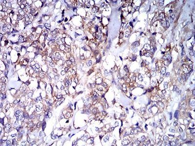 IghA1 Antibody