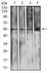 IghA1 Antibody