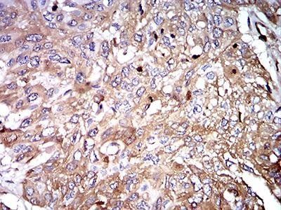 IghA1 Antibody
