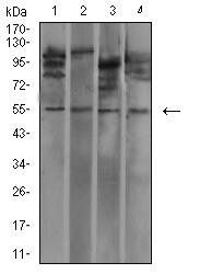 IghA1 Antibody