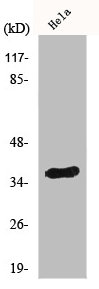 IGHA1/IGHA2 Antibody