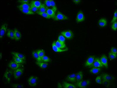 IGHA2 Antibody