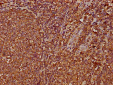 IGHA2 Antibody