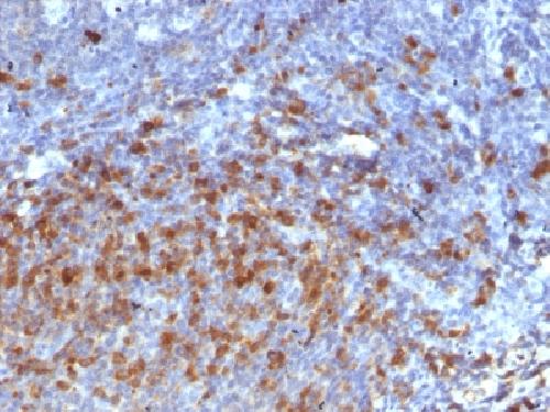 IGHG1 Antibody