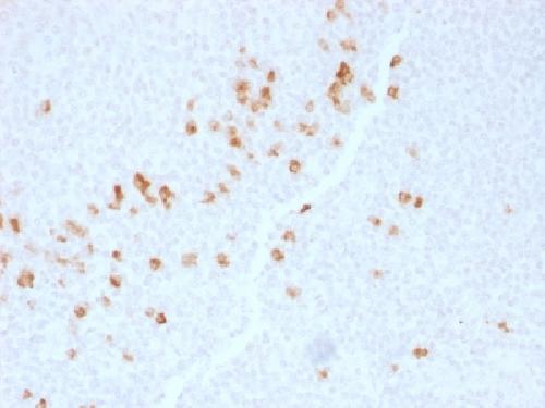 IGHG4 Antibody