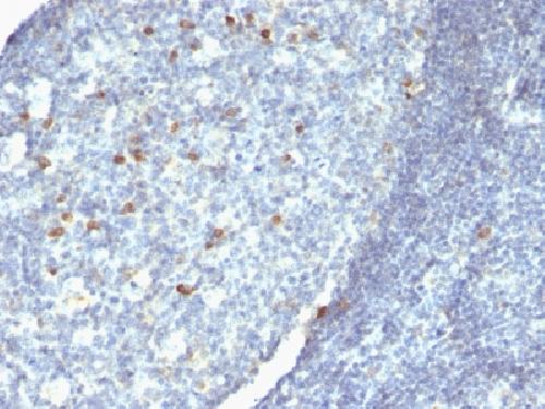 IGHM Antibody
