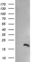 IGJ Antibody