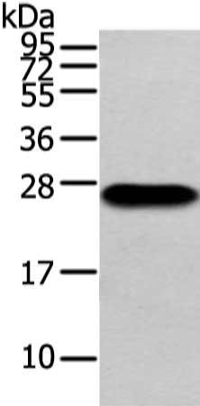 IGLV1-51 antibody