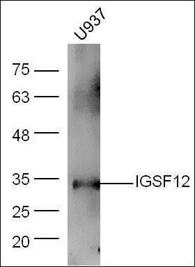 IGSF12 antibody