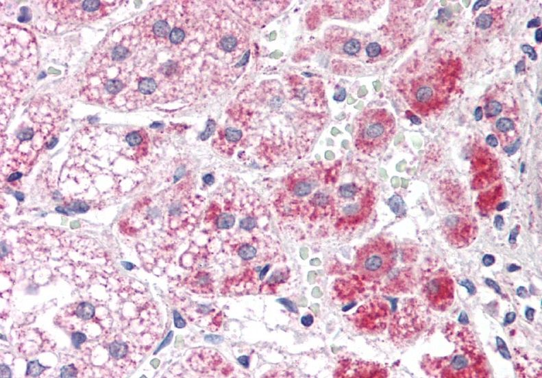 Goat anti-ALDH3A2 Antibody