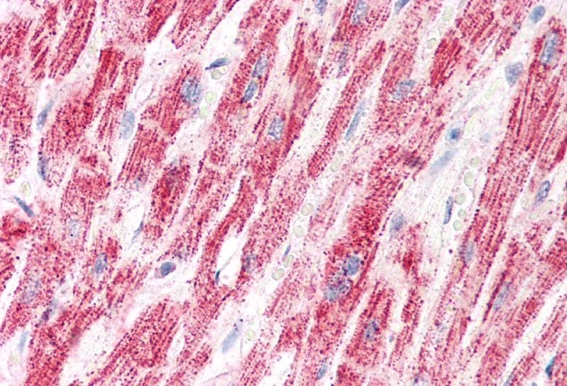 Goat anti-ETFA (aa139-152) Antibody