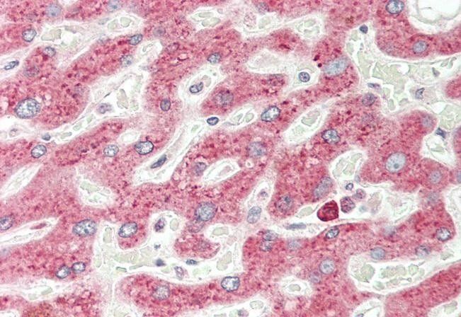 VEGFA (aa288-299) Antibody